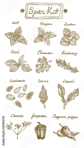 Spice Kit. Hand drawn vector illustration. Graphics style. Contains: mint, oregano, basil, coriander, rosemary, cardamon, sumac, laurel, cumin, paprika and cayenne paper.