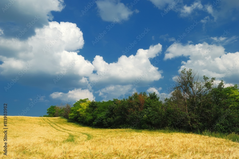 Fototapeta premium Wheat field with clouds in the summer, Hungary