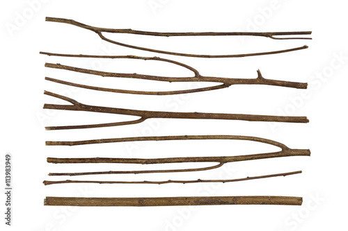 branch