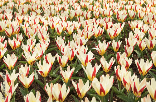 Fresh white-red tulips in in the flower garden Keukenhof, Netherlands photo