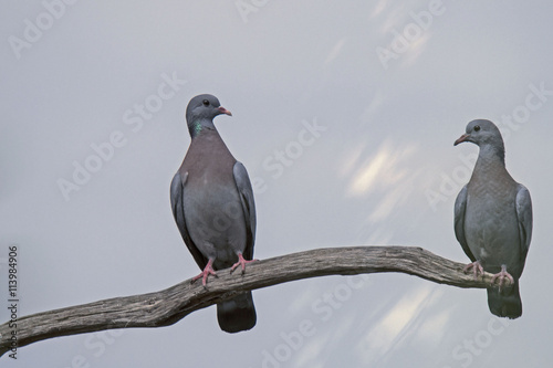 Hohltaube (Columba oenas), Paar photo