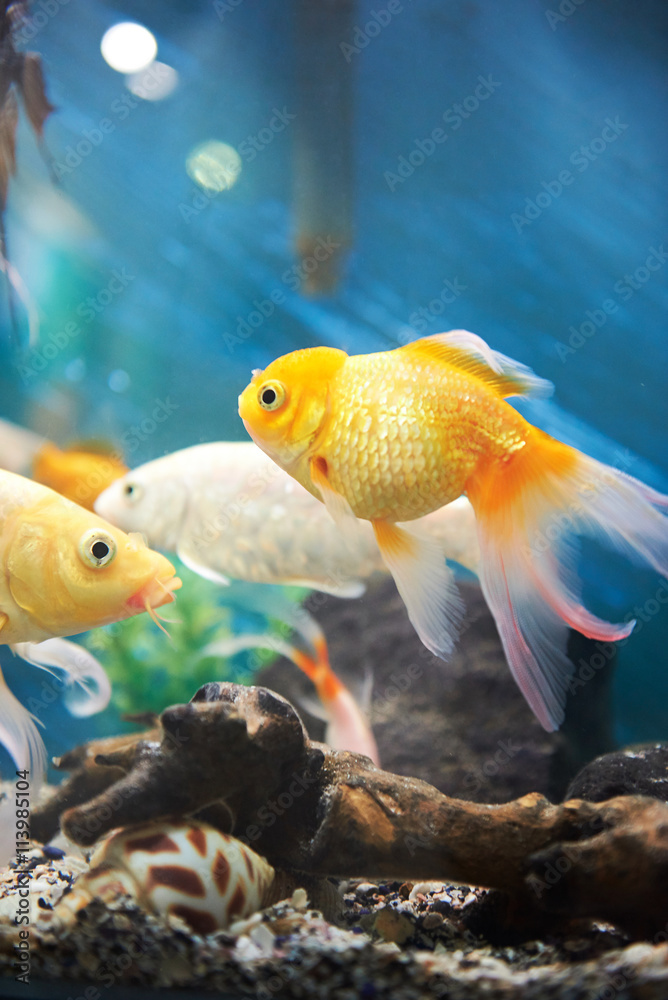 Fototapeta premium small gold fish