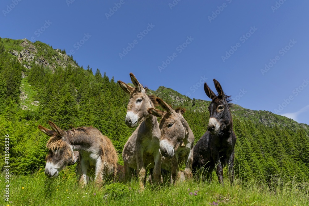 Four curious funny donkeys in Carpathian mountains Four curious funny donkeys in Carpathian mountains