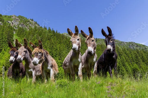 Six curious funny donkeys looking in the same direction in the mountains