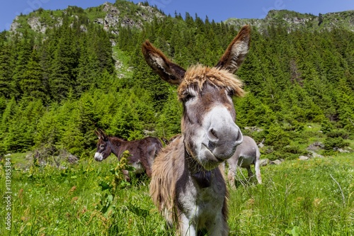 Funny donkey portrait with mountain landscape in background