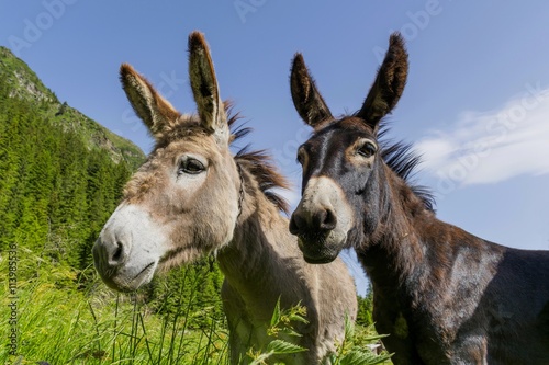 Black and White. Two donkeys best friends. Abstract  multicultural friendship stories.