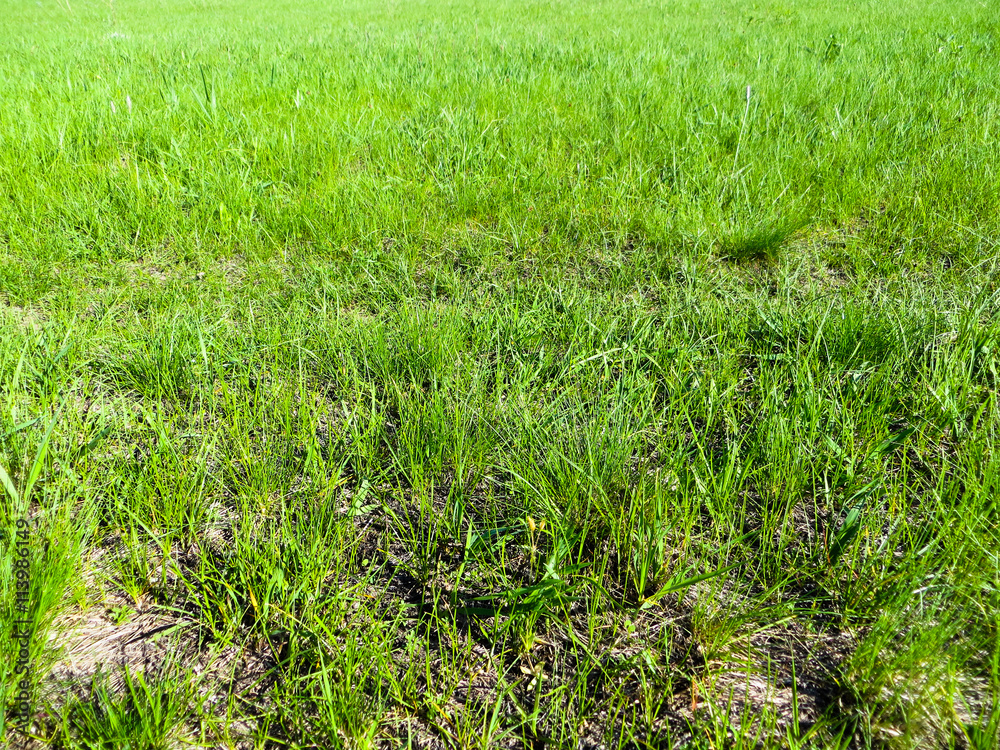 Green grass background Green grass background