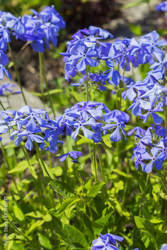 Decorative flower garden perennial Phlox divaricata