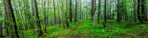 Fototapeta Naklejka Na Ścianę i Meble -  Inside of the green wild forest