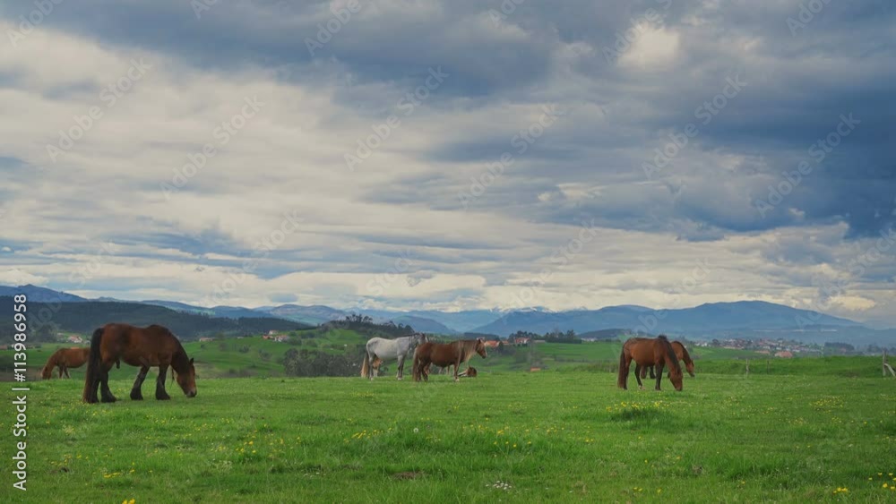 Horses on green grass in the background of the mountain landscape Horses on green grass in the background of the mountain landscape