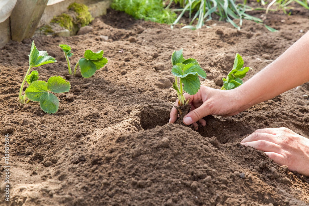 Hands holding beautiful strawberry plant with ground and roots. It is ready for planting. Hands holding beautiful strawberry plant with ground and roots. It is ready for planting.
