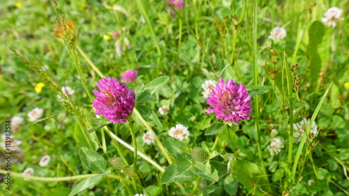 Two red clover flowers