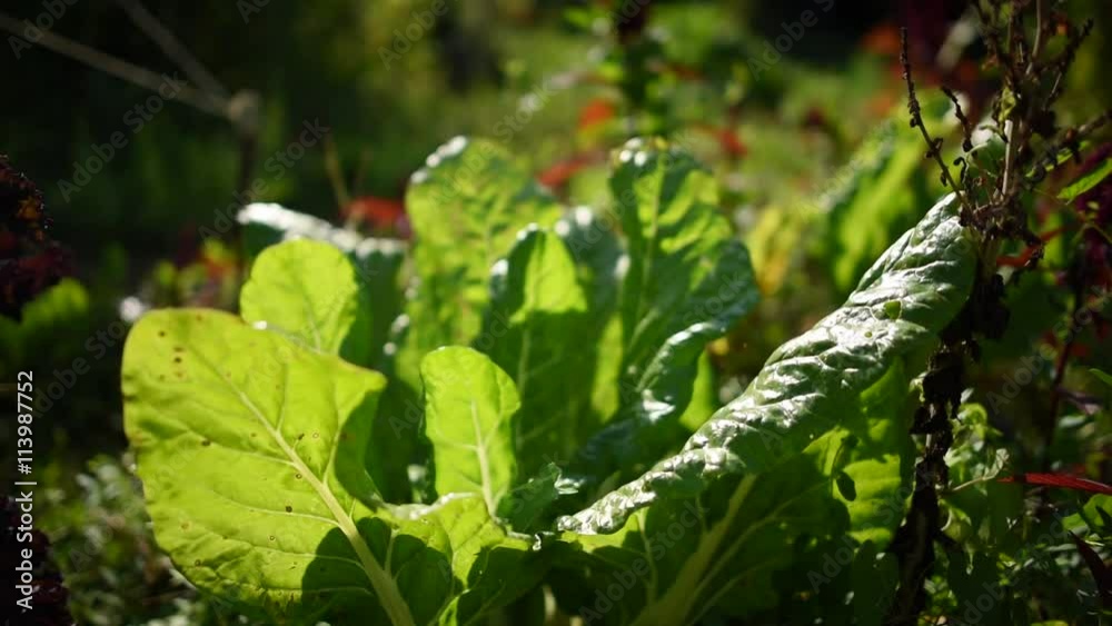 Cotes de blettes dans jardin bio Cotes de blettes dans jardin bio