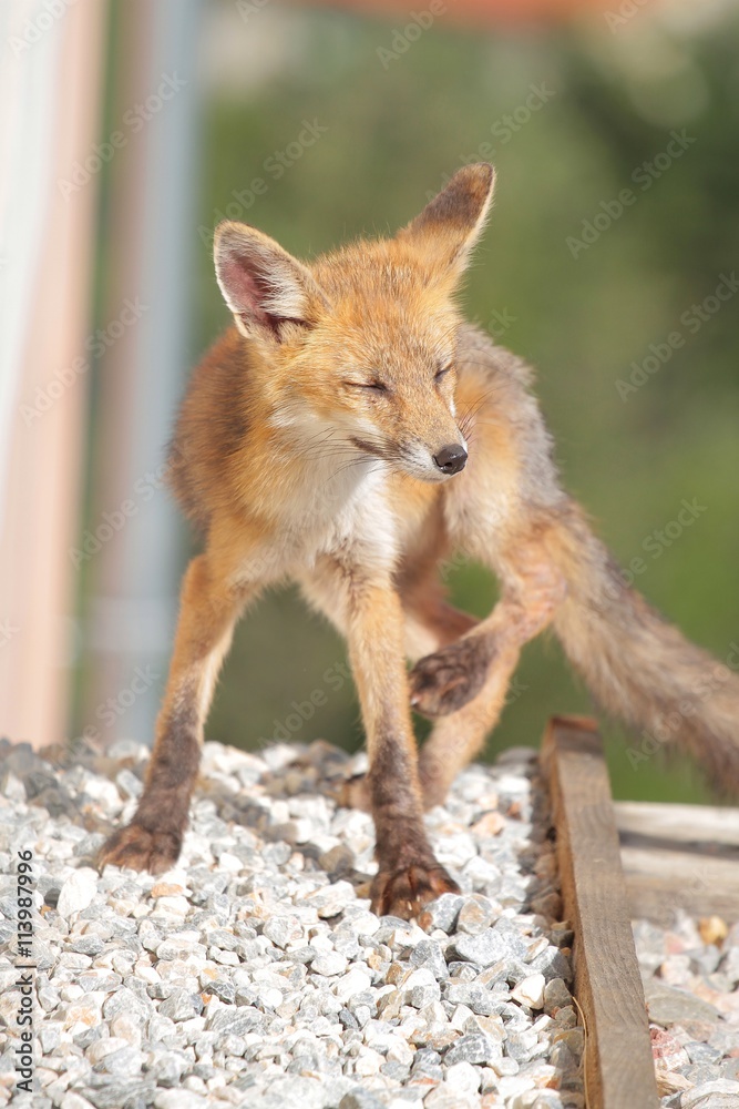 Fototapeta premium Renard, renardeau, ville