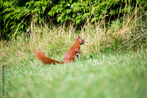 red squirrel in the garden. © wideeyes