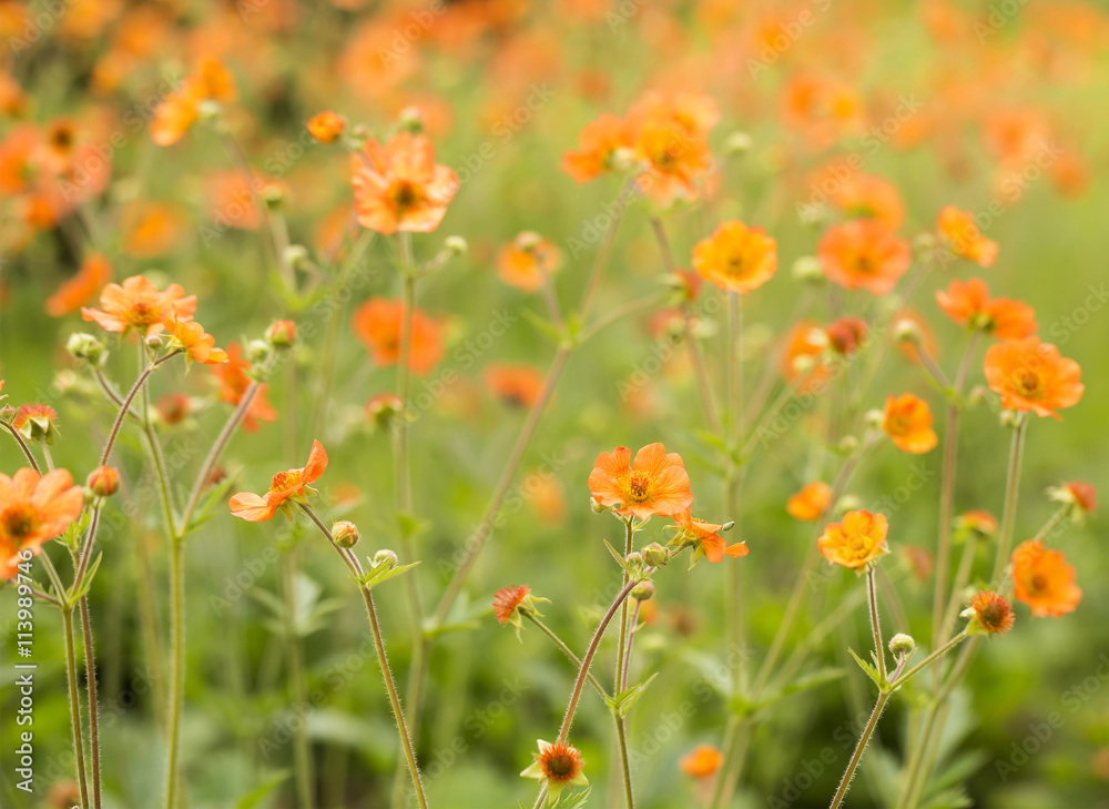 Sea of Orange. A delicate little orange flower that creates an overwheming sense of summer when grown in a patch. An image to be used in the background.