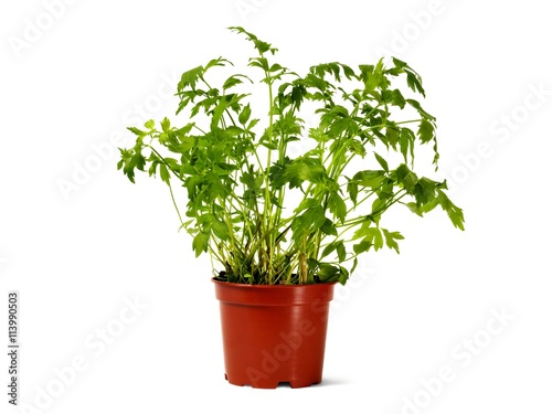 Flower pot with lovage