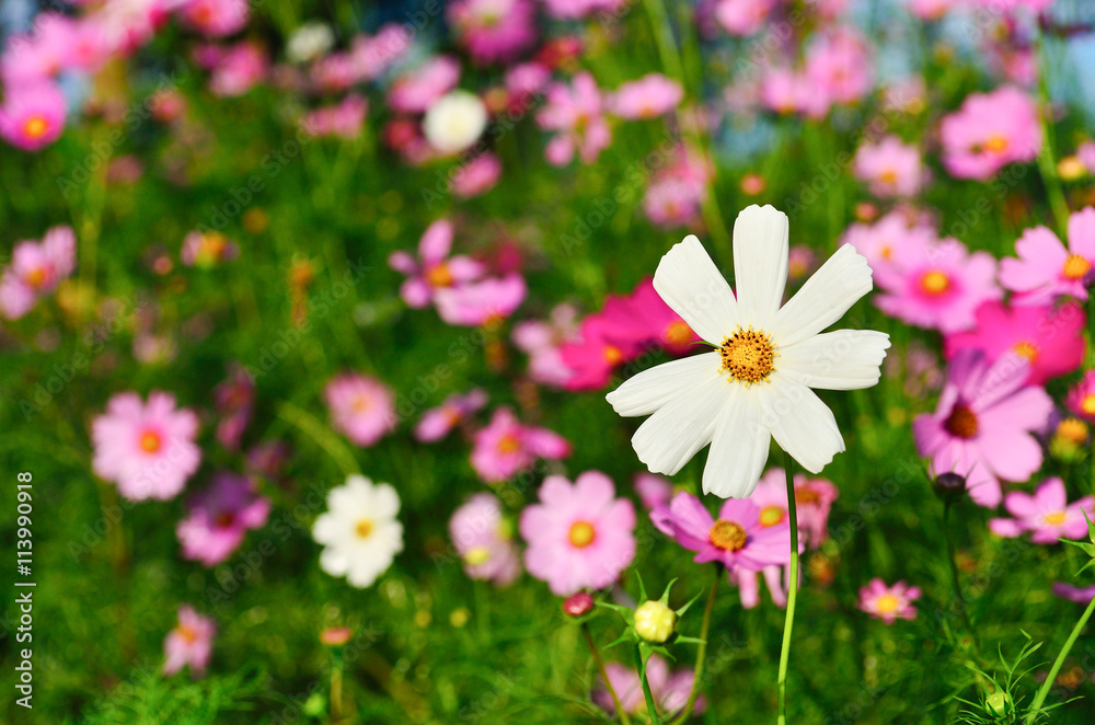 Cosmos sulphureus is also known as Sulfur Cosmos and Yellow Cosm Cosmos sulphureus is also known as Sulfur Cosmos and Yellow Cosm