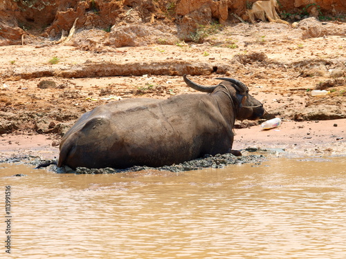 Wasserb  ffel im Tonle Sap See in Kambodscha