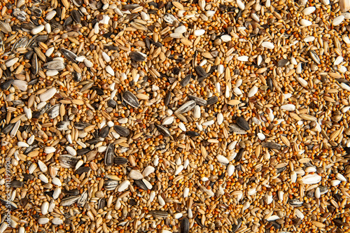 Bird food, scattered birdseed.