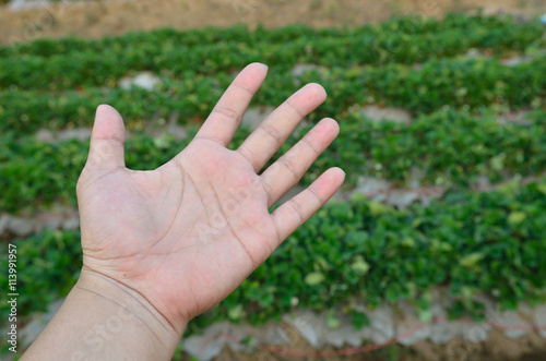 Empty hand at strawberry farm. © thongchuea