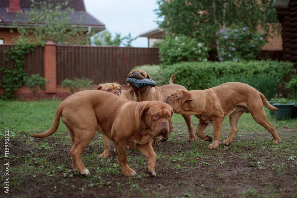 Dogue de Bordeaux dog runs on the grass Dogue de Bordeaux dog runs on the grass