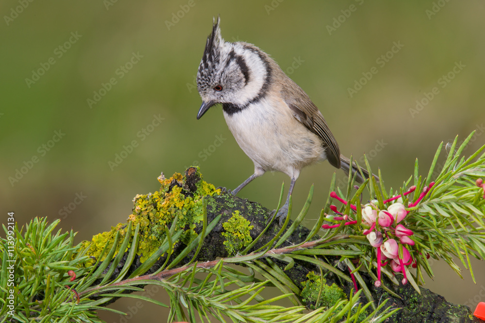 Naklejka premium Little bird