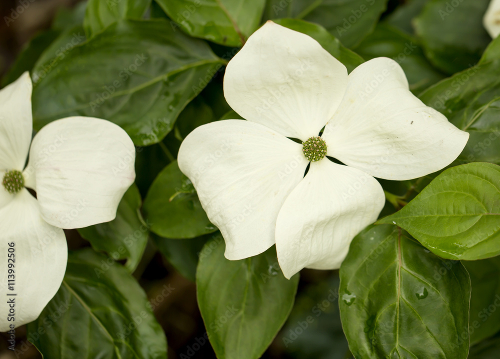 White Flower. Cornus Venus is a white flower that grows in gardens in England. it has four distinct petals that form a symmetrical pattern around its centre. White Flower. Cornus Venus is a white flower that grows in gardens in England. it has four distinct petals that form a symmetrical pattern around its centre.