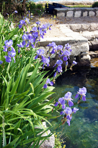 Blue iris near the water