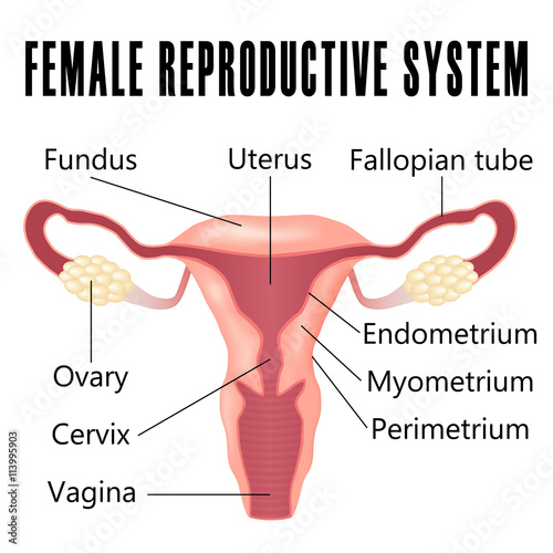 Female reproductive system.