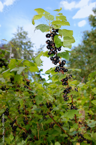 Schwarze Johannisbeere