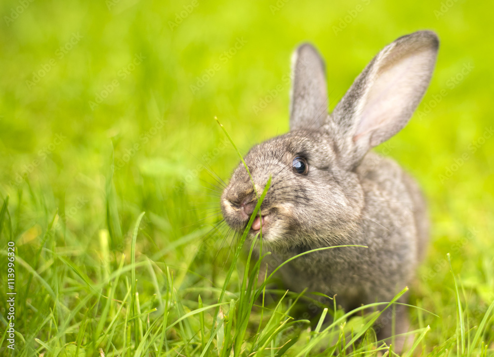 Fototapeta premium Grey rabbit in grass closeup