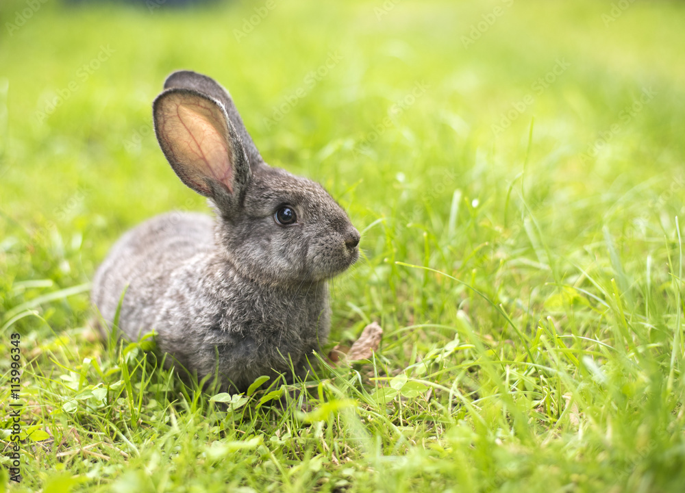 Fototapeta premium Grey rabbit in grass closeup