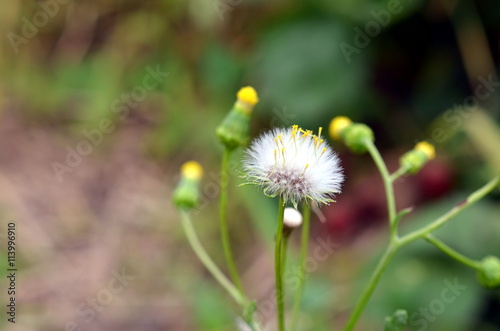 closeup blowball dandelion flower