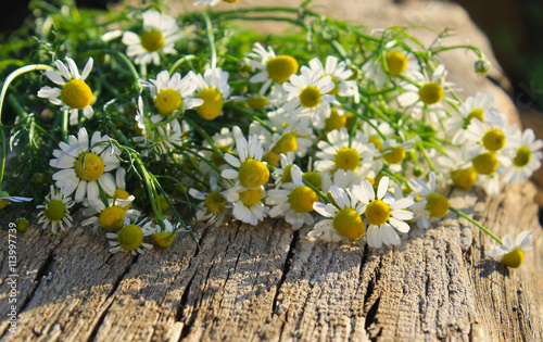 Camomile flowers on  wooden background