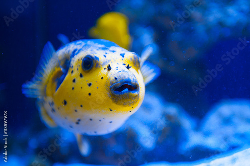 Fugue yellow fish predator of the Red Sea