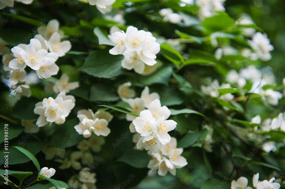 Jasmine bush in full blossom at summer park Jasmine bush in full blossom at summer park