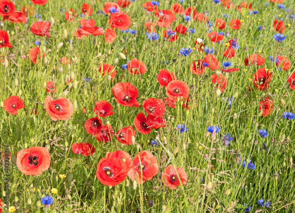 Fototapeta premium Mohnblumen, Kornblumen, Blumenwiese