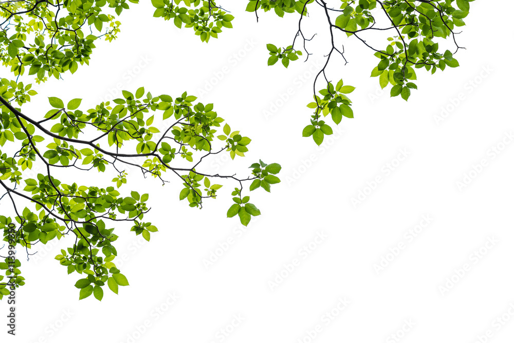 Green leaf isolated on white background - obrazy, fototapety, plakaty 