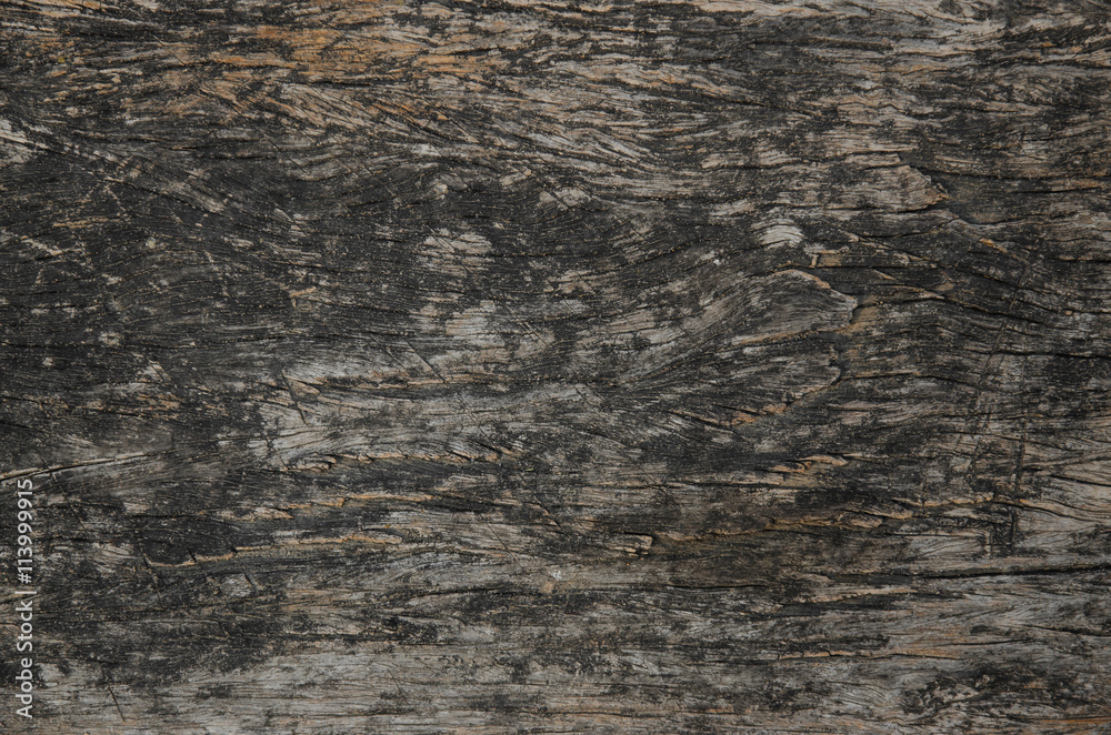 texture of bark wood use as natural background texture of bark wood use as natural background