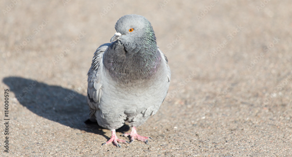 Fototapeta premium portrait of pigeon on nature