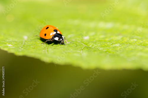 ladybug on a plant in the nature. macro © schankz