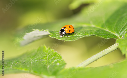 ladybug on a plant in the nature. macro © schankz