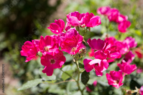 beautiful red flower in nature