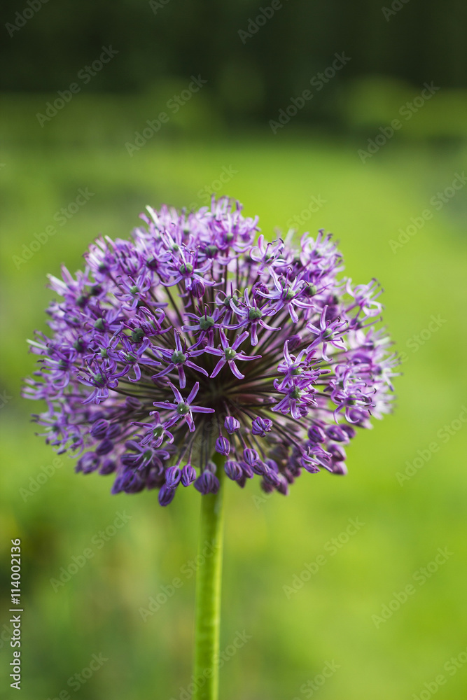 Fototapeta premium Allium giganteum, violet flower
