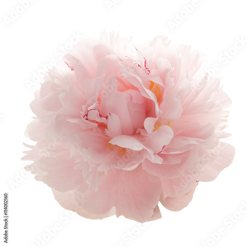 beautiful pink peony flower isolated on white