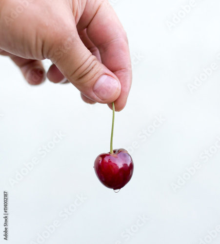 ripe cherries in the hand