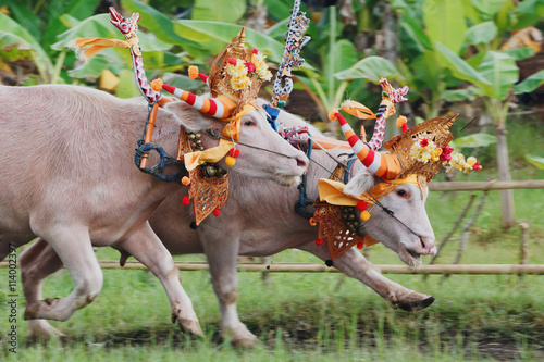 Running bulls decorated by ceremonial barong mask, beautiful decoration in action on traditional balinese water buffalo races Makepung. Arts festivals in Indonesia, Bali island people ethnic culture. photo