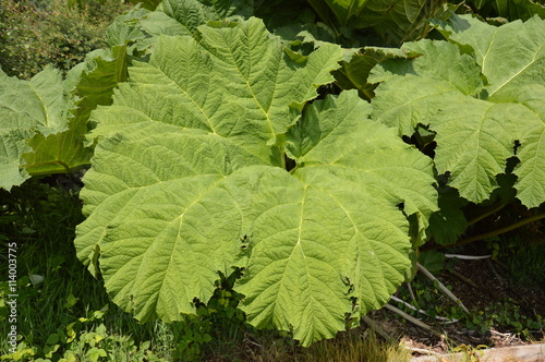 Gunnera Leaf