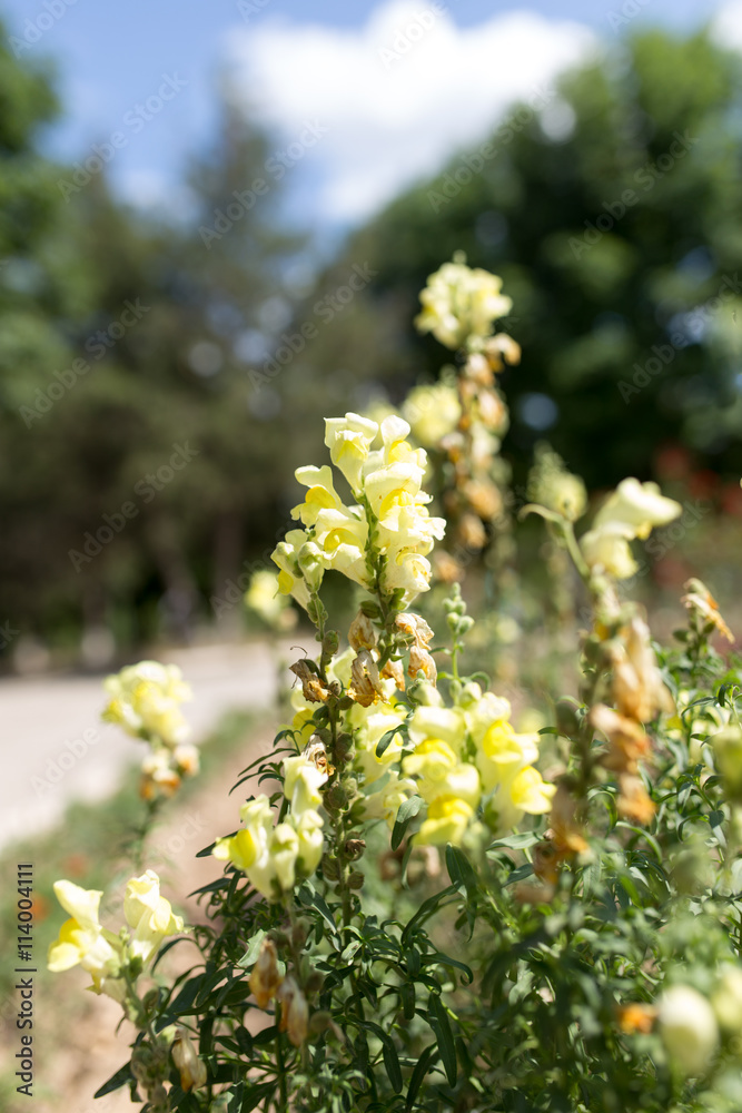 Fototapeta premium beautiful yellow flowers in nature